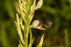 Himantoglossum adriaticum 06