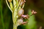 Himantoglossum adriaticum 07