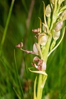 Himantoglossum adriaticum 09