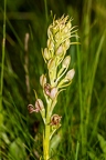 Himantoglossum adriaticum 08