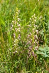 Himantoglossum adriaticum 12