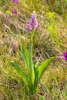 Orchis militaris