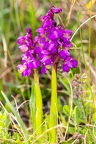 Anacamptis morio 2