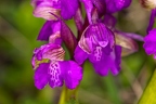 Anacamptis morio 4