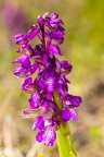 Anacamptis morio 5