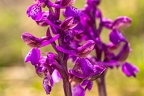Anacamptis morio 6