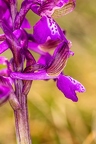 Anacamptis morio 7