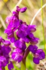 Anacamptis morio 8
