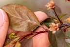 Prunus cerasifera 3
