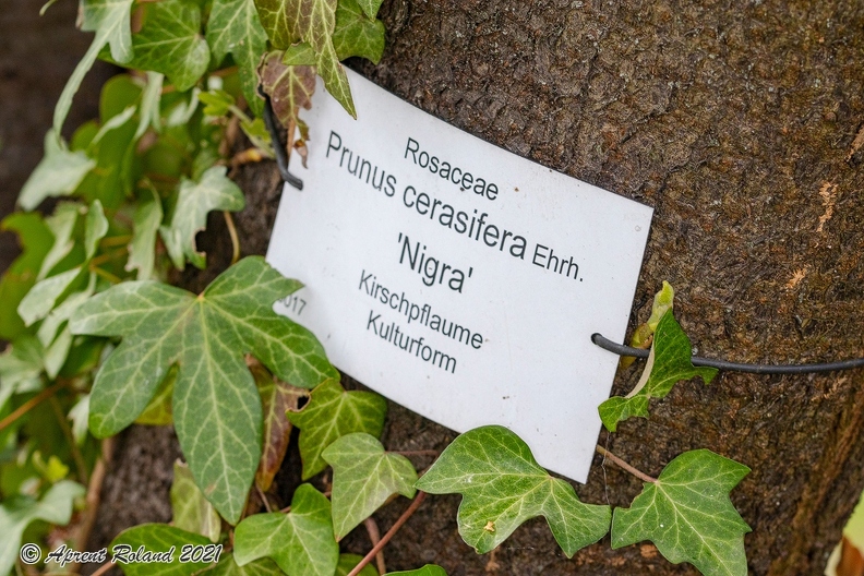 Prunus cerasifera 6