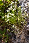 Asperula cynanchica