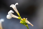 Asperula cynanchica 2