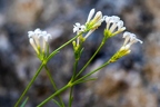 Asperula cynanchica 3