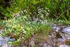 Asperula cynanchica 4