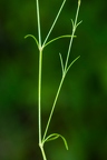 Asperula cynanchica 5