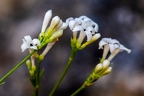 Asperula cynanchica 6