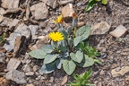 Crepis pygmaea 04
