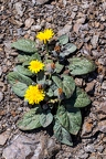 Crepis pygmaea 07