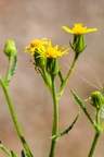 Senecio viscosus 02