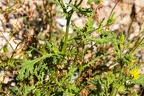Senecio viscosus 04