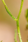 Senecio viscosus 05
