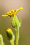 Senecio viscosus 06