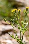 Senecio viscosus 08