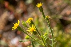 Senecio viscosus 11