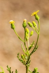 Senecio viscosus 13
