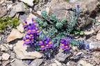 Linaria alpina