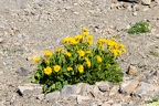 Doronicum grandiflorum 07