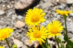 Doronicum grandiflorum 10