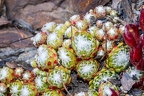 Sempervivum arachnoideum 7