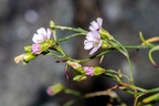 Petrorhagia saxifraga 06