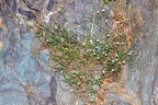 Petrorhagia saxifraga 08