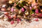 Hymenolobus pauciflora 08