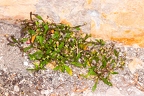 Hymenolobus pauciflora 11