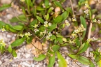 Hymenolobus pauciflora 14