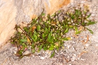 Hymenolobus pauciflora 15