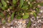 Hymenolobus pauciflora 16