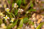 Hymenolobus pauciflora 17