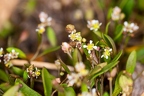 Hymenolobus pauciflora 18