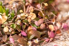 Hymenolobus pauciflora 19