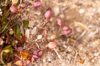 Hymenolobus pauciflora 20
