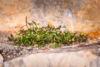 Hymenolobus pauciflora 21