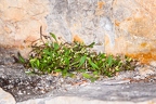 Hymenolobus pauciflora 22