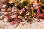Hymenolobus pauciflora 24