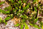 Hymenolobus pauciflora 29