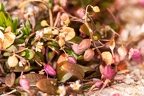 Hymenolobus pauciflora 30