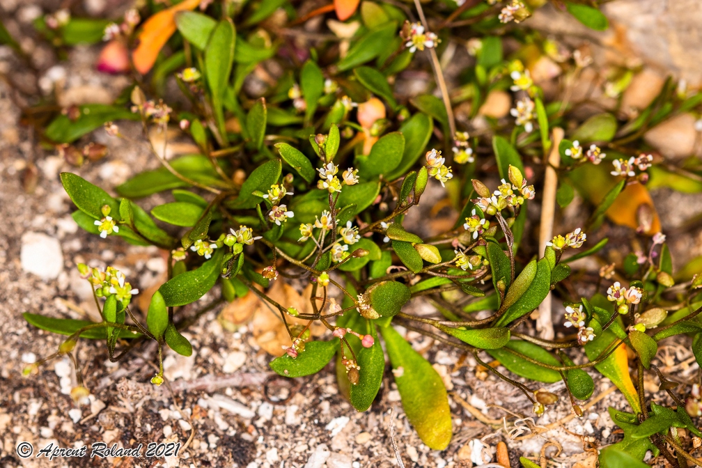 Hymenolobus pauciflora 02